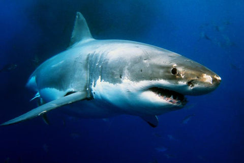 How 1916’s Matawan Man-Eater Made Us Afraid of Sharks Today