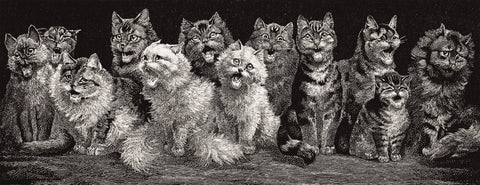 How Feral Cats Fared in the Wild West. Hint: It Usually Didn’t End Well