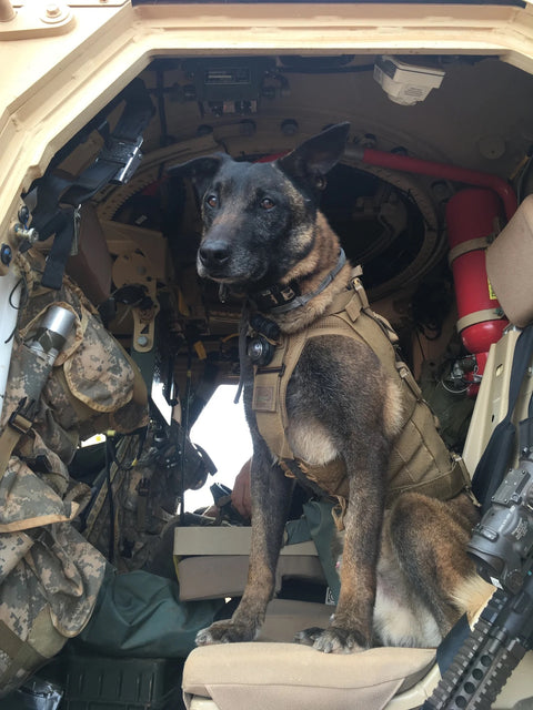 This Dog Sniffed Out Bombs for 5 Years — and is Now Being Honored By Congress