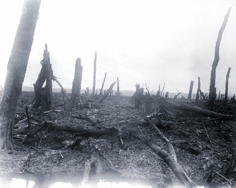 WWI’s Forgotten Victim: Nature