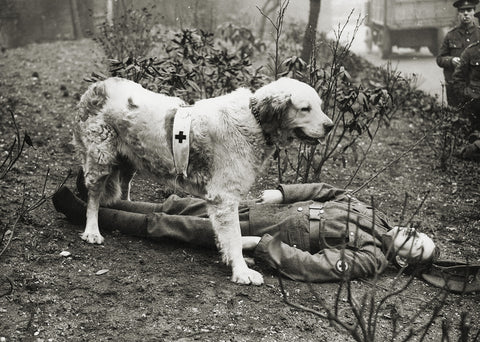 Mercy Dogs: Meet the Heroes Who Delivered Aid and Comforted the Dying on the Battlefields of World War I