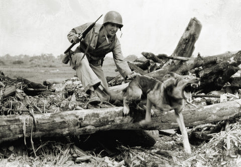 The U.S. Army Envisioned Using Dogs in the Pacific to Sniff Out Enemy Japanese Soldiers. Things Did Not Work Out As Planned.